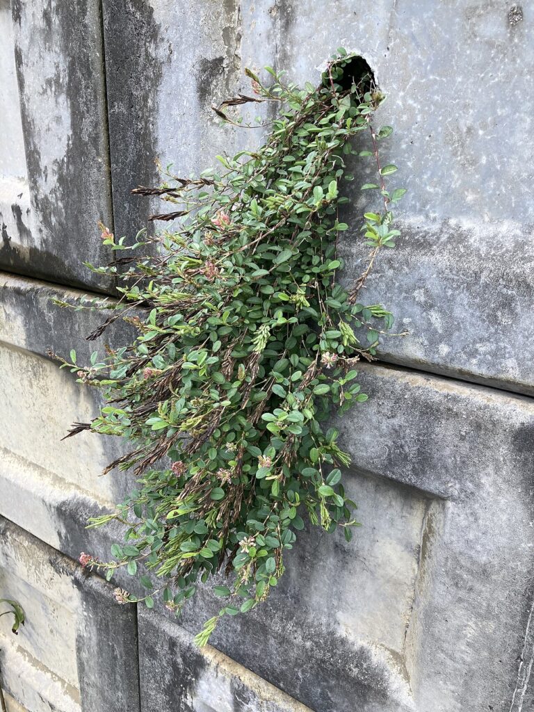 Drainage Behind a Retaining Wall: Why It Matters